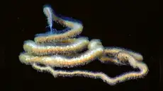 Este animal posee el organismo más grande de la Tierra y superaría el récord de las ballenas: sus tentáculos atraen a las presas