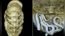 Científicos encuentraron un molusco que desafía la lógica marina: lengua de hierro y gusanos que se alimentan de sus heces