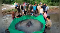 Asi es el pez de río más grande del planeta: pesa 300 kg, mide casi 4 metros, según record Guinness