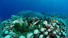 Una familia de científicas australianas descubre la colonia de coral que compite por ser la más grande del mundo