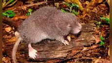 Científicos descubren una nueva especie de ratón semiacuático en las montañas de los andes del Perú