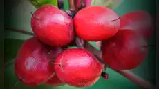 La 'fruta milagrosa' que crece en América Latina, transforma sabores y es clave para pacientes con cáncer en Estados Unidos