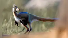 Descubren en Argentina un pequeño dinosaurio de 90 millones de años que aclara un misterio evolutivo