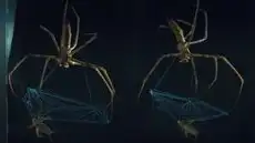 El secreto de la araña tejedora: estudio revela cómo la telaraña cambia de estructura para capturar presas sin romperse