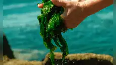 El origen de las plantas estaría ligado al mar y no la tierra, según científicos: evolución se remonta a unos 470 millones de años