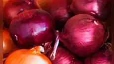 Descubrimiento de científicos finlandeses: la cáscara de cebolla puede hacer que los paneles solares sean más resistentes