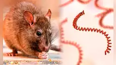 Minsa confirma 3 fallecidos y 841 casos de contagios por leptospirosis