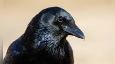 Biólogos descubren que una ave aprendió a 'usar la geometría' como una herramienta para sobrevivir