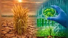 Científicos españoles descubren microorganismos que ayudan al trigo a resistir a sequías