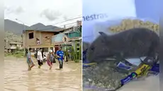 Incrementan casos por leptospirosis en plena temporada de lluvias: muertos se triplican y se confirma el primer fallecido en Lima