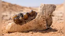 Un fósil reescribe la historia: científicos descubren un hueso en Egipto que redefine el origen de los simios que hoy conocemos