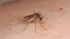 Los mosquitos encuentran a las personas basándose en dos señales, según un estudio: el color oscuro y la concentración de dióxido de carbono