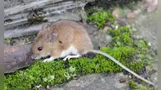 Los ratones de laboratorio liberados en la naturaleza revelan las limitaciones de la investigación científica