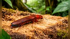 Científicos descubren por primera vez en Ecuador un escarabajo que perfora madera y cultiva hongos: adultos viven pocos días