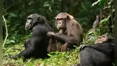 Se desata una rara y mortal guerra civil entre chimpancés: ataques coordinados y crías asesinadas