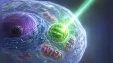 Científicos logran introducir fotosíntesis en células animales y abren la puerta a tratar enfermedades