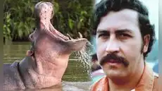 Colombia autoriza eutanasia de hipopótamos de Pablo Escobar para frenar una grave crisis ambiental