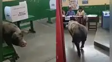 “No quería pagar multa”: cerdo invade centro de votación en Ica y se vuelve viral en Elecciones 2026