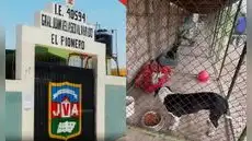 Perro ingresa a colegio y muerde a 15 escolares en Arequipa: can era considerado ''dócil''