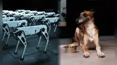 ¿Cómo los perros están ayudando a los robots a entender los gestos y el lenguaje humano?