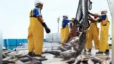 SBS fija nuevas reglas para la jubilación de trabajadores pesqueros afiliados al SPP