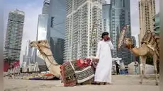 Del laboratorio al desierto: por qué los científicos en Dubái están clonando camellos