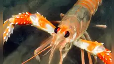 Científicos piden la prohíbición de cocinar langostas tras descubrirse que sienten dolor