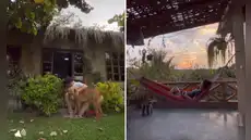 Querido exconductor peruano de TV lo dejó todo y ahora vive aislado del mundo: solo habla con sus 4 perros