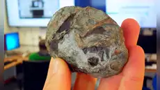 Científicos descubren un huevo de 250 millones de años que resuelve uno de los mayores misterios de la evolución