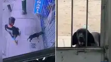 Perrito callejero enfermo conmueve al llegar solo a veterinaria de SJL