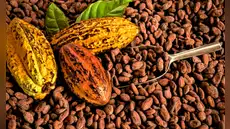 Cacao peruano cayó 45% en inicio de 2026 por problemas en cosechas y precios, según ADEX