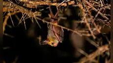 Científicos ingleses identifican en África un coronavirus de murciélago capaz de entrar en las células humanas