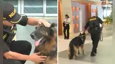 Bastian, el perro policía del aeropuerto Jorge Chávez, pasa al retiro tras 8 años de servicio: “Misión cumplida”