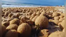 Descubren qué son las pelotas de Neptuno y cómo atrapan los microplásticos en el océano