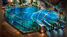 El colosal acuario de China que puedes explorar al sumergirte en el océano con su túnel de 155 metros: tiene una zona inspirada en Sudamérica