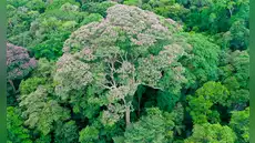 Científicos descubrieron que un árbol selvático aprendió a controlar los rayos para ‘acabar con sus enemigos’