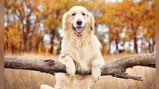 Los golden retriever esconden una sorpresa en su ADN: sus genes podrían ayudar a entender emociones humanas
