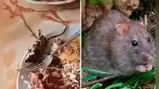 Turista pidió cuy y le dieron rata: restaurante campestre sirvió roedor frito en ruta Pativilca-Huaraz