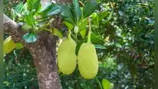 La fruta más grande que crece en un árbol se cultiva en América Latina: mide casi un metro, pesa más de 50 kilos y sabe a siete sabores