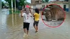 6 fallecidos y 439 contagios por Leptospirosis mantienen en alerta sanitaria a Piura