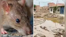 Más de 3.000 casos y 20 muertes por Leptospirosis en el Perú: adolescentes y jóvenes tienen mayor incidencia, según MINSA Más de 3.000 casos y 20 muertes por Leptospirosis en el Perú: adolescentes y jóvenes tienen mayor incidencia, según MINSA
