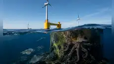 El hallazgo que asombra a científicos: parque eólico en Portugal se convierte en refugio para 270 especies marinas El hallazgo que asombra a científicos: parque eólico en Portugal se convierte en refugio para 270 especies marinas