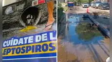 Piden emergencia sanitaria por leptospirosis y dengue tras brote de variante más agresiva en Piura