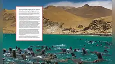 Congreso: Más de 400 científicos piden aprobar ley que protege áreas marinas de la pesca industrial