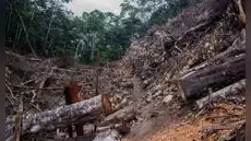 Investigadores de la UNI ganan financiamiento para IA que detectará tala ilegal en la Amazonía peruana