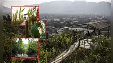 Un oasis de vegetación en pleno San Juan de Lurigancho: así nació la selva escondida hace 40 años en medio de avenidas y casas limeñas
