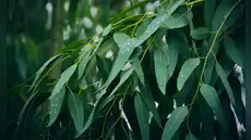 Científicos descubrieron que un árbol muy común en el paisaje puede extraer oro desde el suelo y llevarlo hasta sus hojas