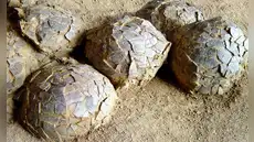Descubren 100 huevos de dinosaurio en Francia de hace 70 millones de años: habrían sido puestos por un titanosaurio