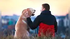 Hasta 8 años de cárcel para maltratadores de animales: Congreso aprueba dictamen que endurece penas en el Código Penal