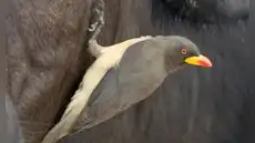 Esta pequeña ave africana de 50 gramos se alimenta de sangre de animales y al mismo tiempo los salva de los parásitos